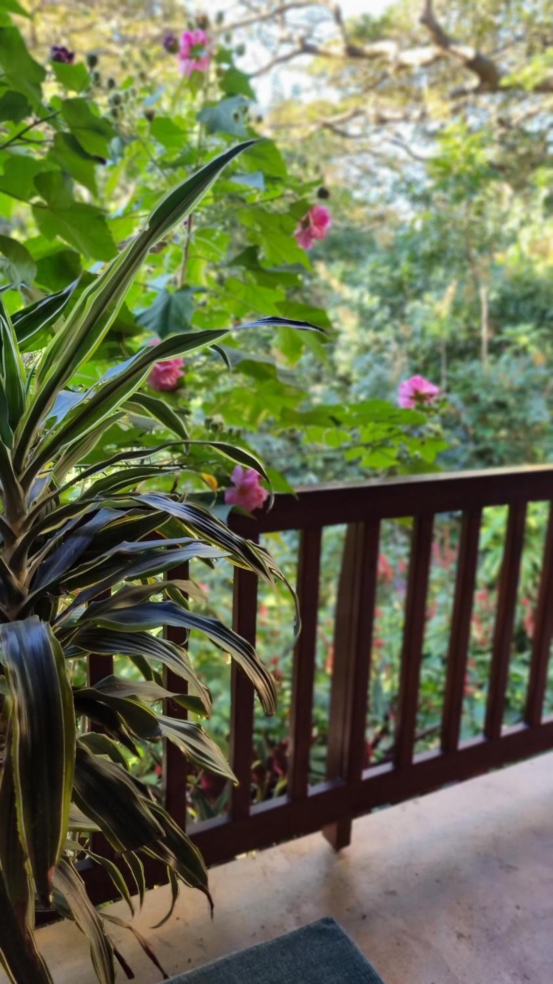 פורט שפסטון Honeywood Forest Lodge מראה חיצוני תמונה